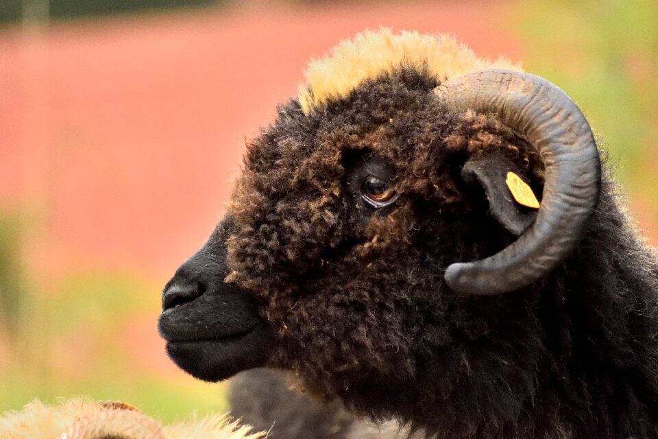 Black sheep pasture land nature
