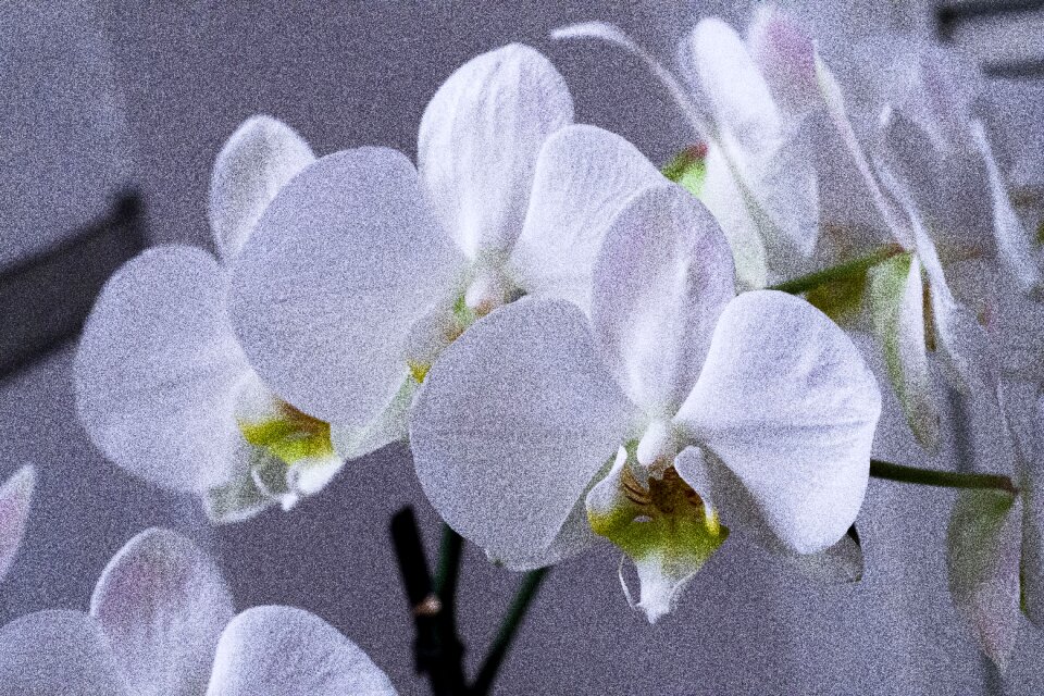 Home flower nature