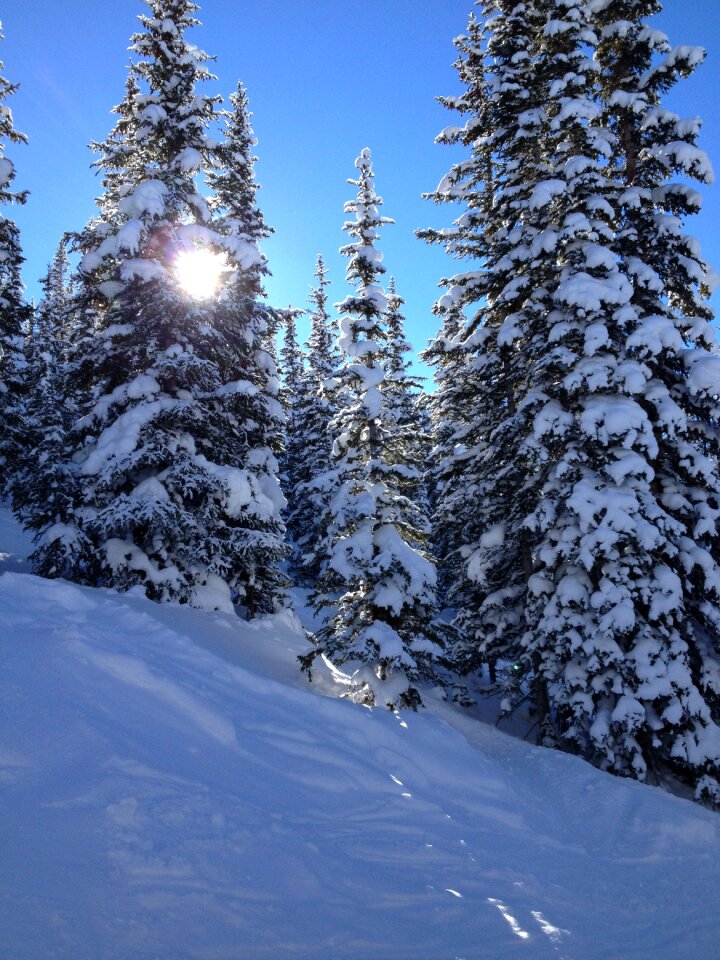 Winter tree photo