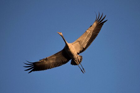 Crane bird migratory birds feathered