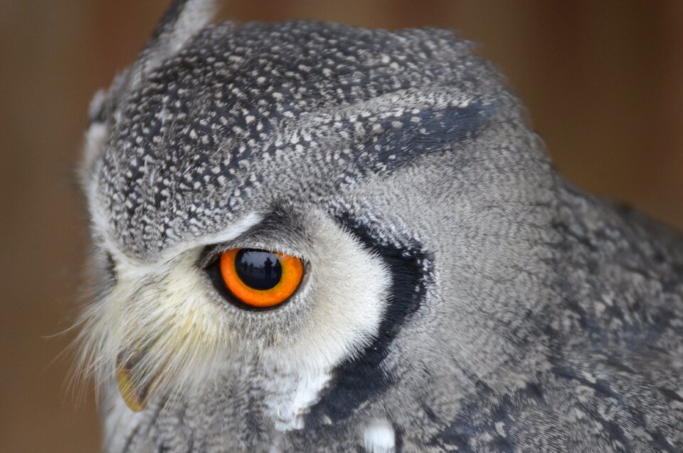 Birds raptor nature