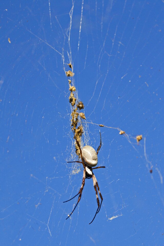 Golden orb arachnid