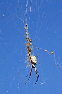 Golden orb arachnid