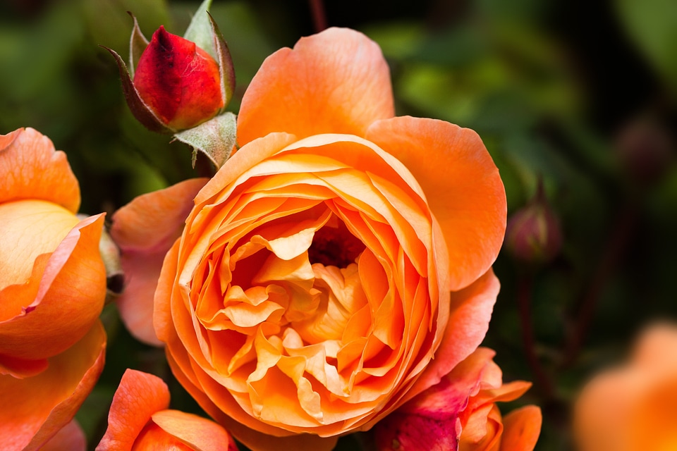 Composites flowers spring