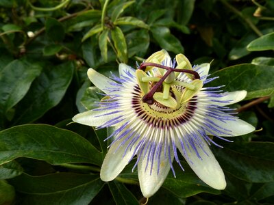 Tropical purple botanical