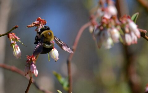 Spring fruit bumble bee photo