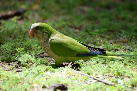 Small parrot green animal photo