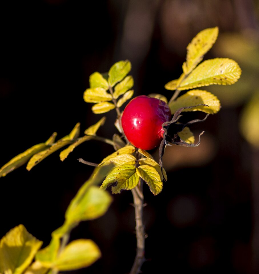 Rosehip sol rose hip