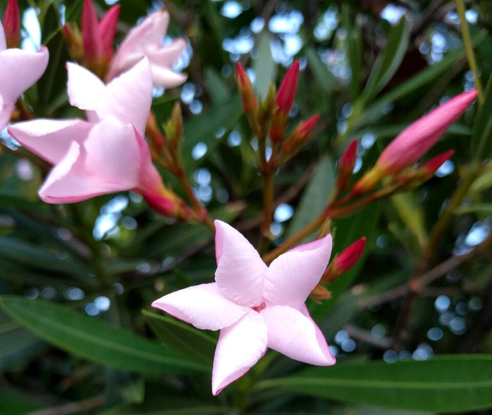 Star flower