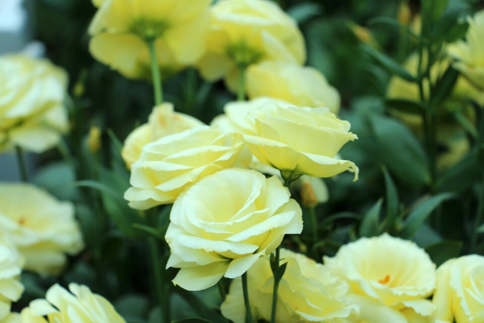 Spring blossom garden photo