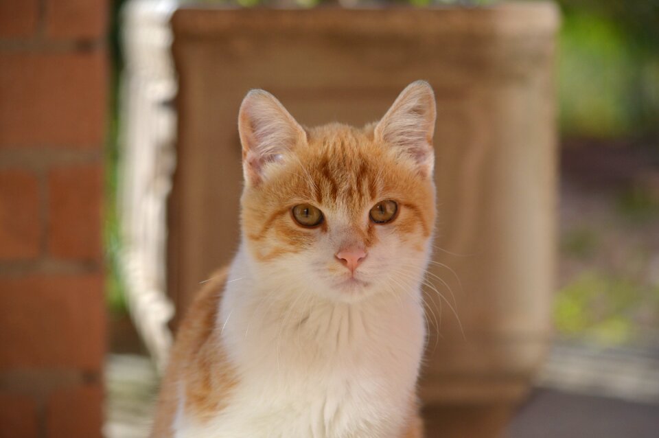 Cats calico cat felines
