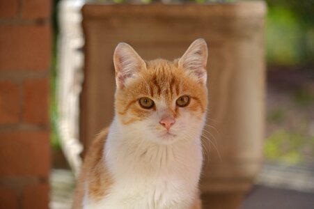 Cats calico cat felines