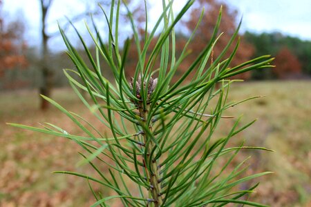 Christmas tree samosiejka sprig