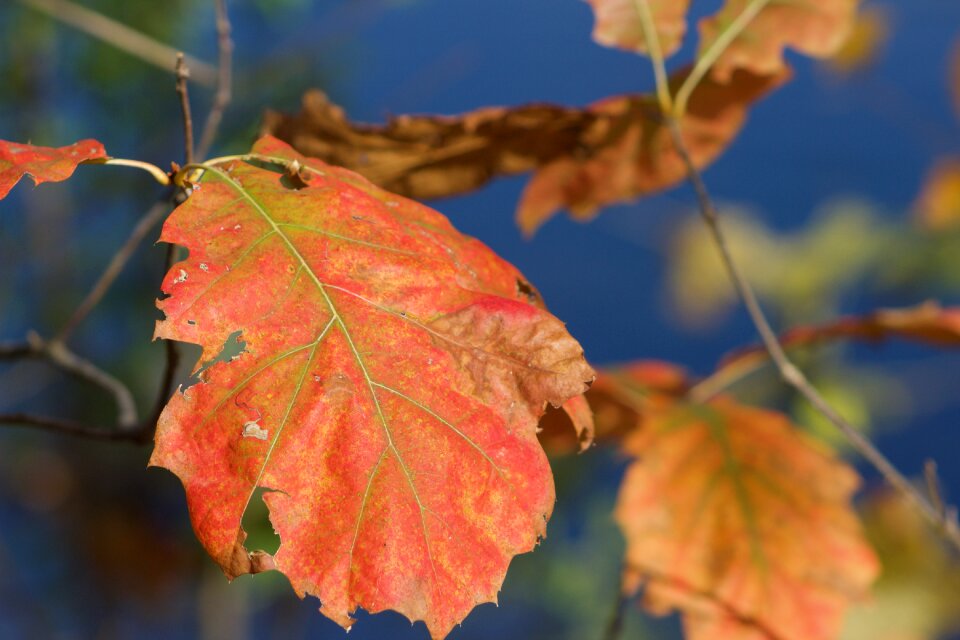 Autumn leaves nature red photo