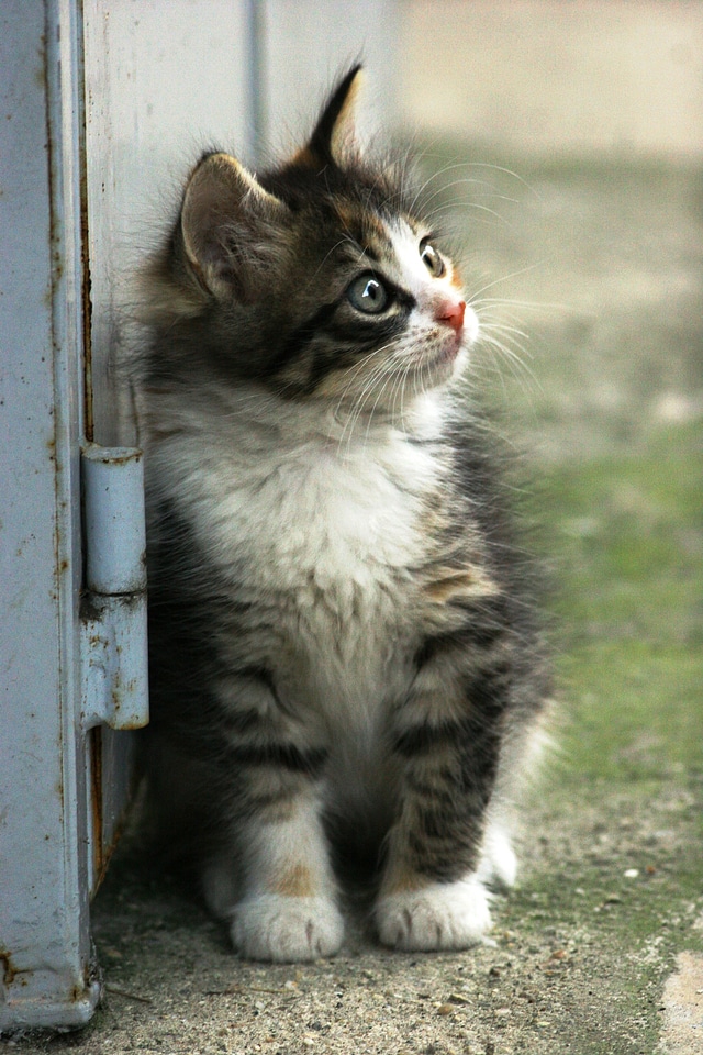 Little kitten pet