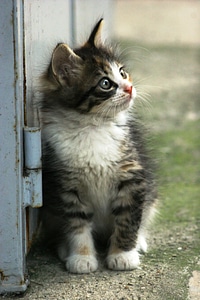 Little kitten pet photo