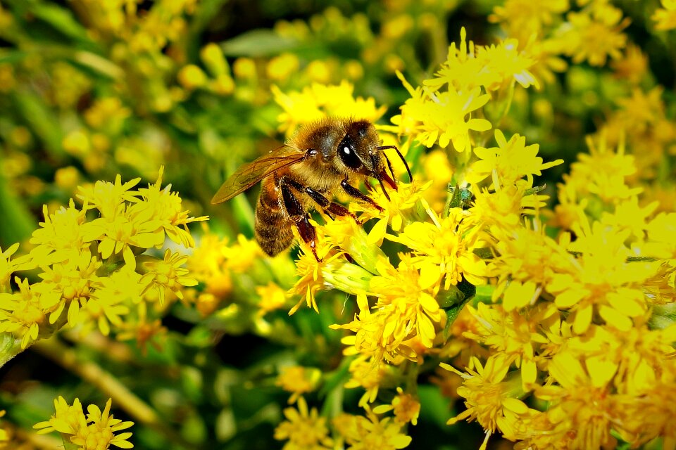 Wing feeding flower