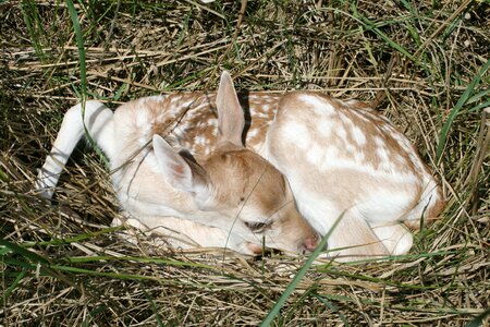 Animal damm wild young animal
