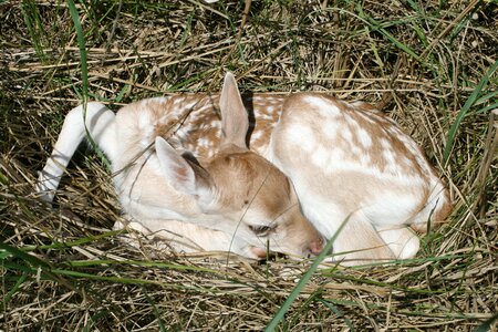 Animal damm wild young animal photo