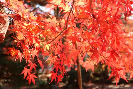 Japan toki-shi gifu prefecture 曽木 park