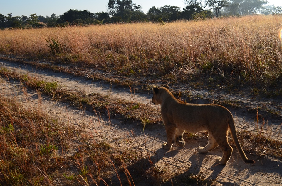 Wildlife track bush