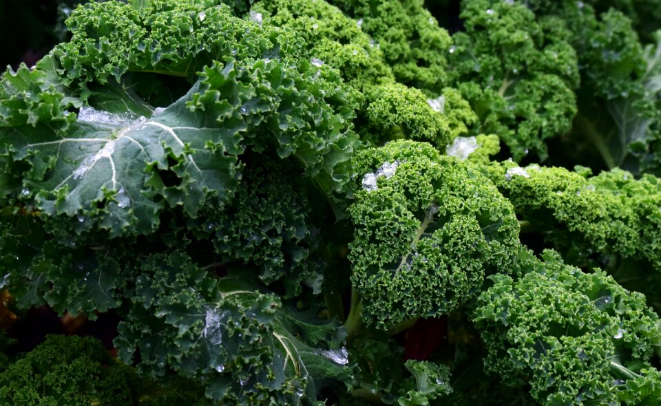 Winter vegetables kohl green