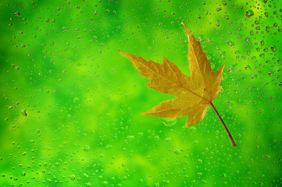 Fall foliage golden autumn nature