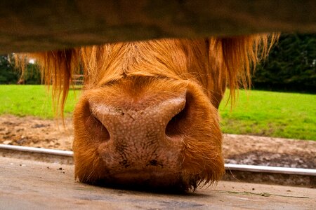 Nose beef close up photo