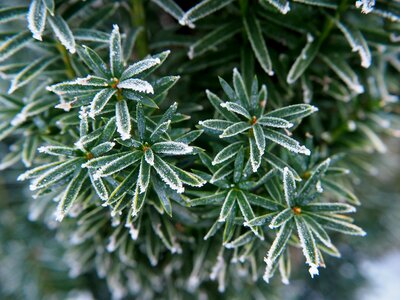 Frost leaves plant