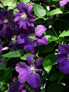 Violet plant entwine photo