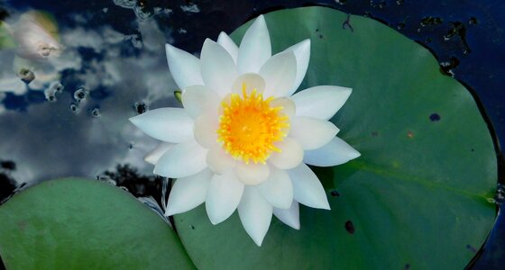 Switzerland lily water
