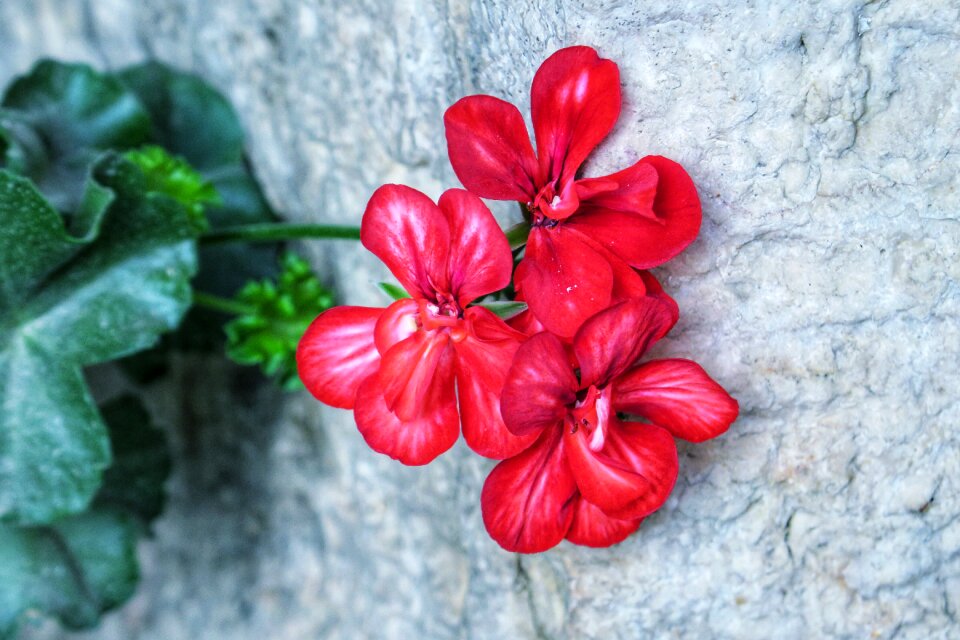 Plant grass red
