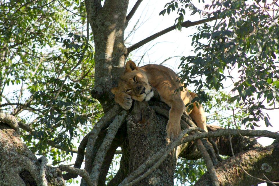 Lake nakuru safari