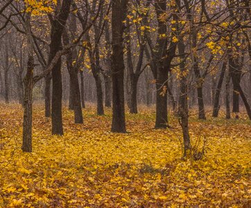 Yellowed sheet maple park photo