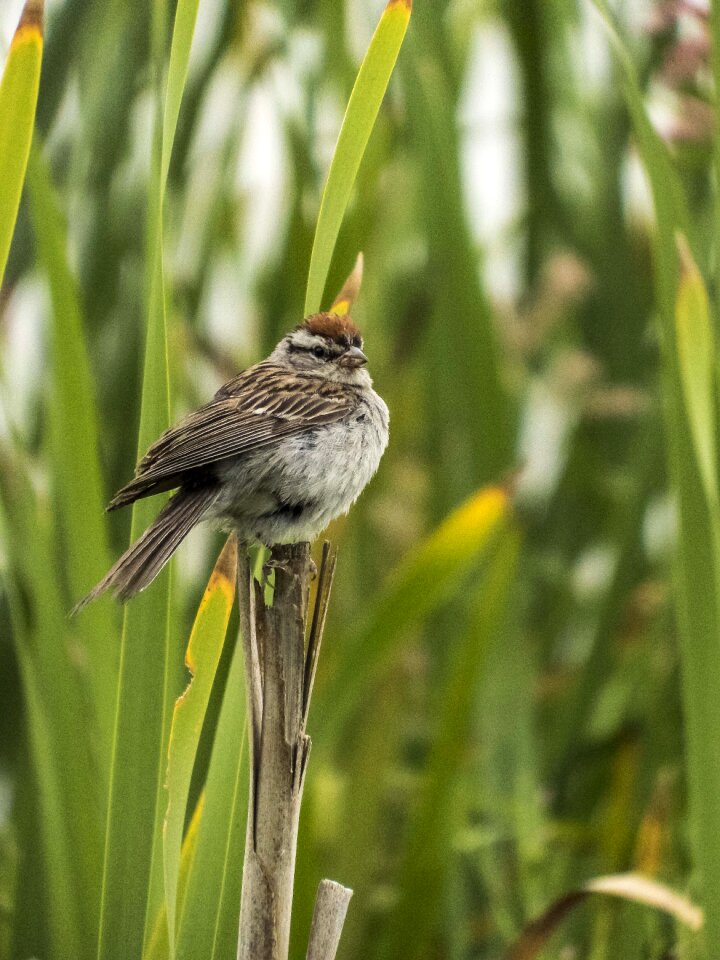 Cattail brown