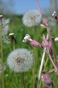 Summer flower meadow grass