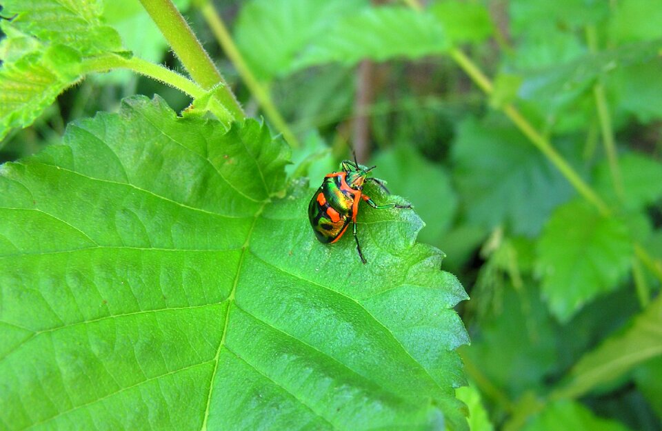 Insect plant nature