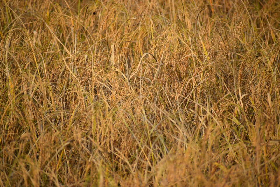 Odisha farming brown rice