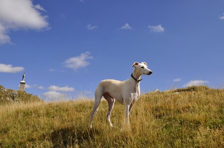 Dogs green pastures photo