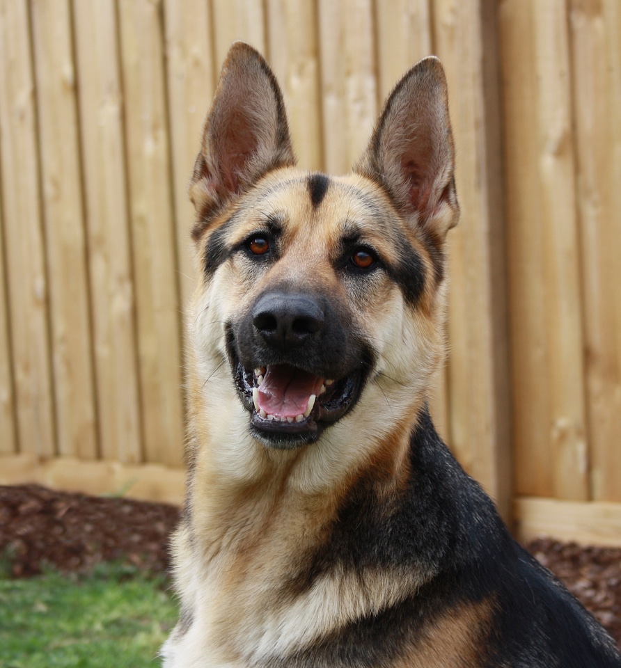 Alsatian dog animal head