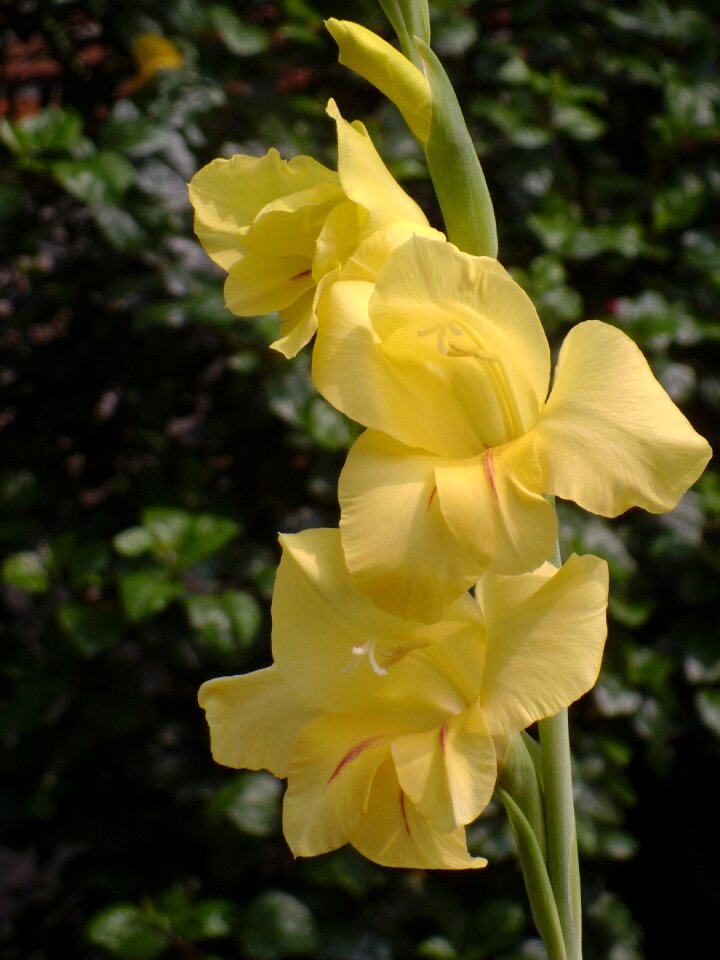 Flower garden