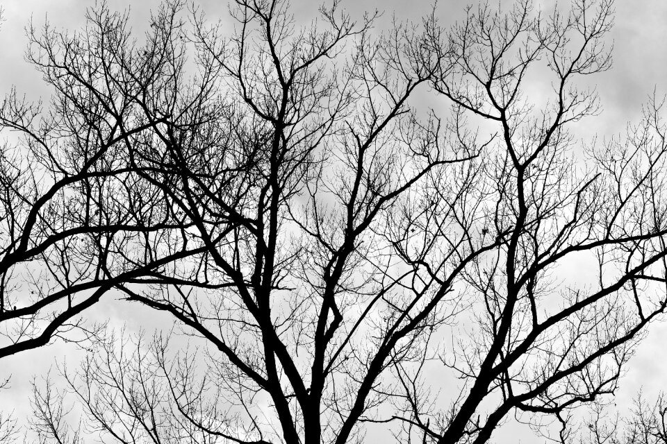 Branches black white