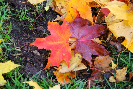 Leaf fall season photo