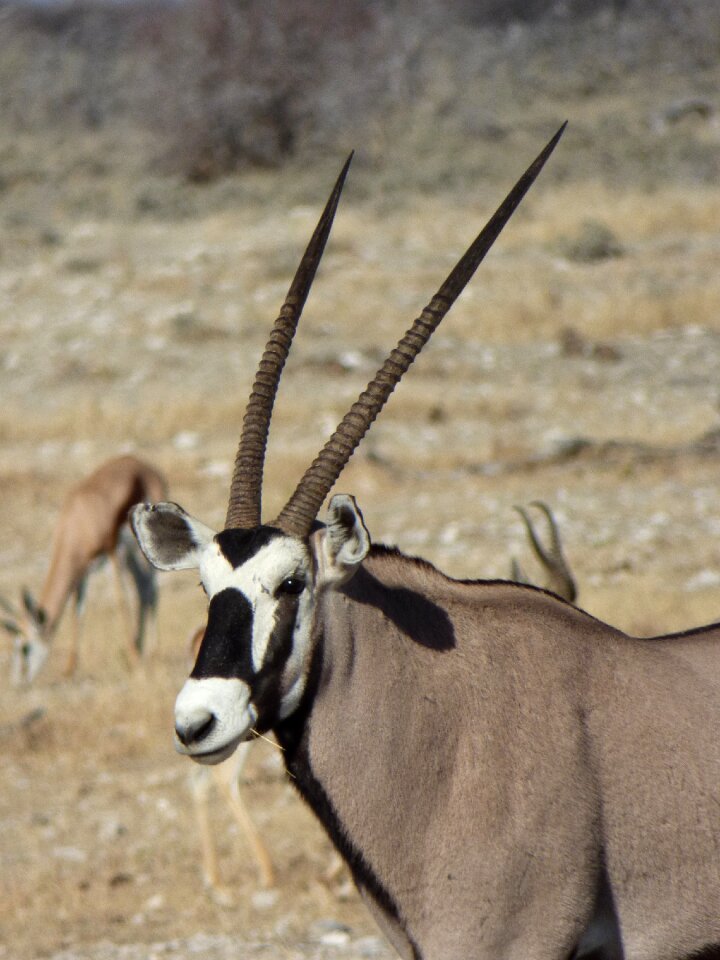Namibia animals oryx