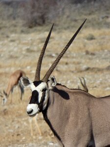 Namibia animals oryx photo