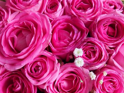 Nature plant pink roses photo