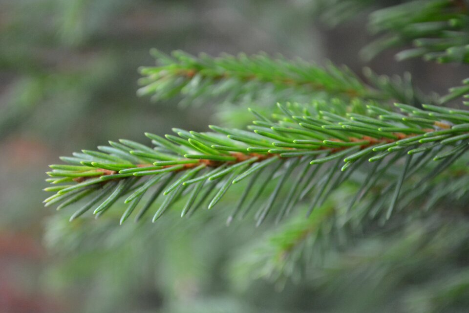 Forest nature plant