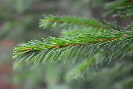 Forest nature plant