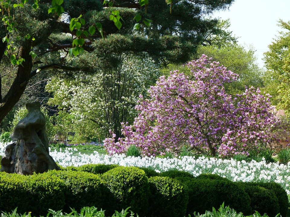 Cherry blossom flowers purple