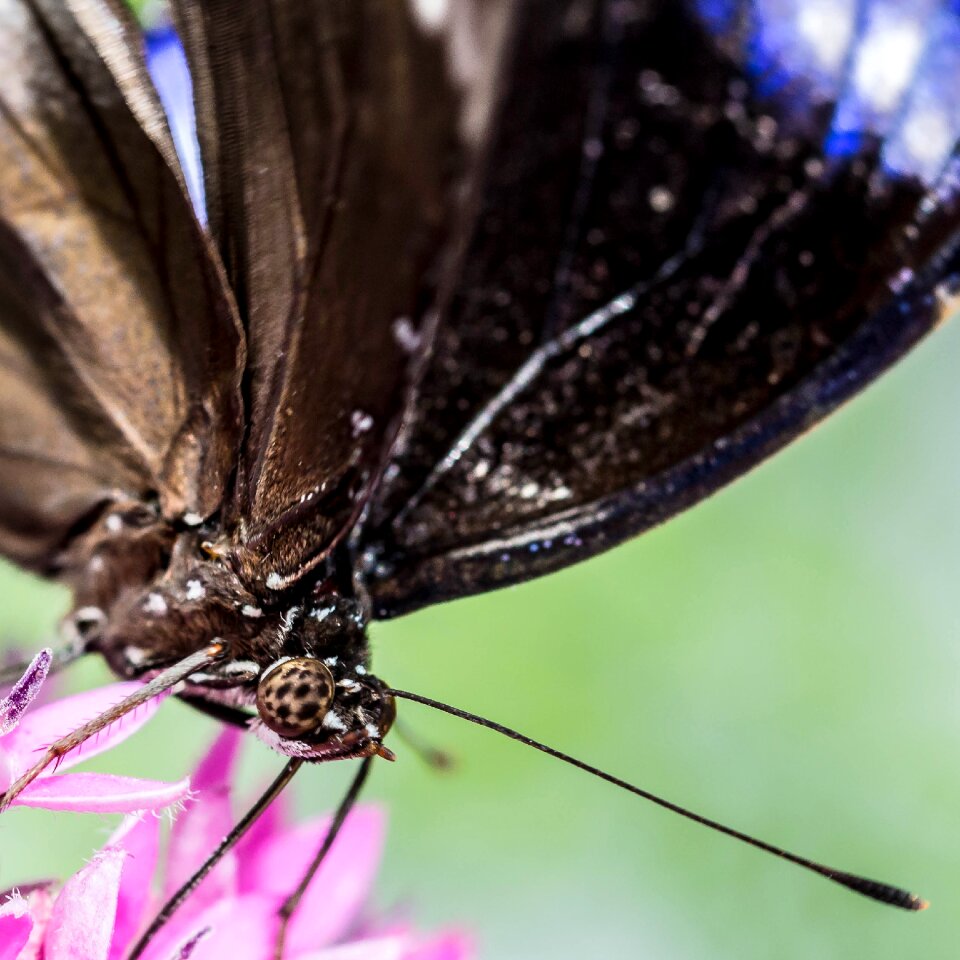 Bloom insect nature